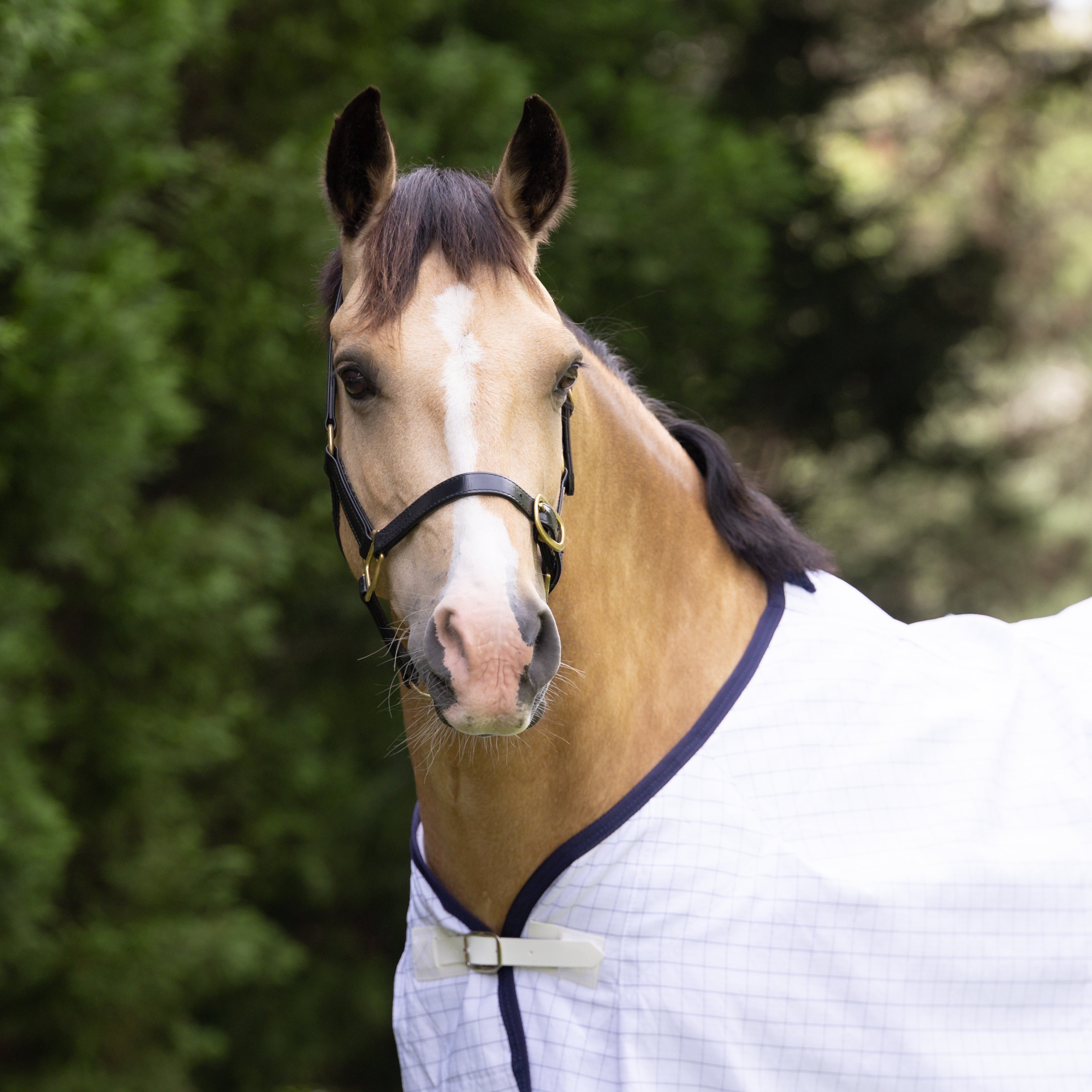 Diamond Cotton Ripstop Rug